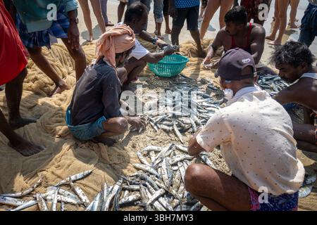 Indische Fischer sortieren Sardinen auf dem Sand, nachdem sie ihren Fang gebracht haben, Kerala, Indien Stockfoto