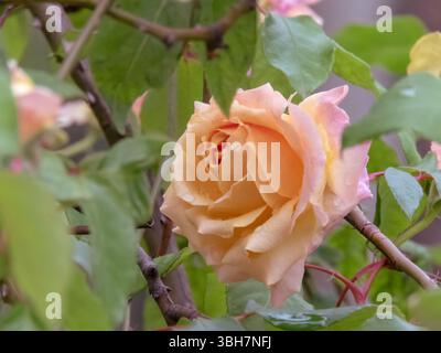 Gelb-rosa Rose Hybrid-Teeblüte mit Wassertropfen. Doppelter Blumenkopf im Garten. Schöne Rosenblume mit Pfirsichblättern. Stockfoto
