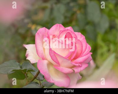 Cremeweiß umrandet mit rosa Hybrid-Tee-Rosenblüte. Doppelter Blumenkopf im Garten. Schöne Rosenblüte mit roten Blüten und dunkelgrünem Laub. Stockfoto