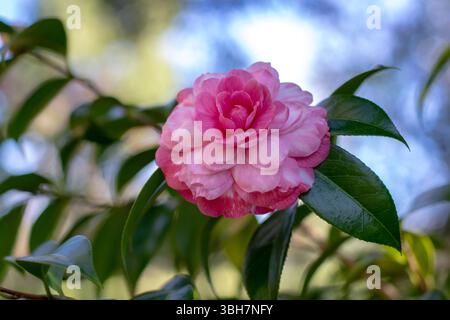 Helle und blassrosafarbene Kamelie japonica zweifarbige Rose Form Blüte mit grünen Blättern. Japanische Winterblüte. Stockfoto