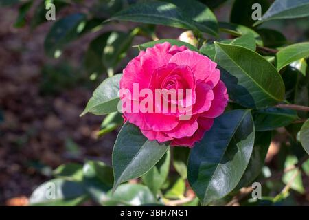Rosafarbene Kamelie Japonica mit grünen Blättern. Japanische Winterblume. Stockfoto