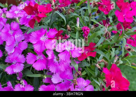 Nahaufnahme der Dianthus-Festivalblumen im späten Frühjahr Stockfoto
