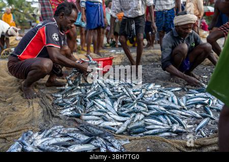 Fischer sortieren Sardinen und kleine Fische am Strand nach einem Morgenfang, Kovalam, Kerala, Indien Stockfoto