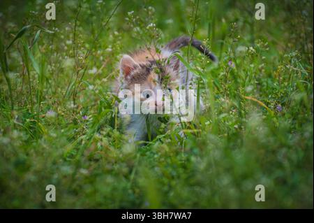 Erkunden Sie den niedlichen Calico Kitten mit blauen Augen auf einer lebendigen grünen Wiese. Stockfoto