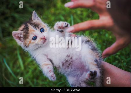 Liebevolle Hände Halten Sie einen blauäugigen Calico Kitten, der Zärtlichkeit und Verspieltheit zeigt. Stockfoto