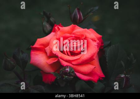 Eine rote, üppige Rose im Garten von Batumi, Georgia. Rose Nahaufnahme Stockfoto