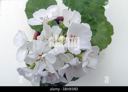Weiße Geranie im Topf vor weißem Hintergrund Stockfoto