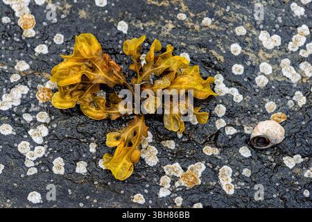 Leuchtend gelbe Algen und eine kleine Schneckenschale ruhen auf strukturierten Felsen, die bei Ebbe am Meer mit Nabenkernen bedeckt sind. Stockfoto
