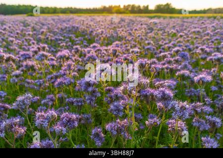 Violettes Wildblumenfeld bei Sonnenuntergang mit blühender phacelia und Grün. Phacelia tanacetifolia, Spitzen phacelia, tansy-Blatt phacelia, Blue tansy, Lila Stockfoto