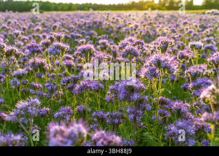 Violettes Wildblumenfeld bei Sonnenuntergang mit blühender phacelia und Grün. Phacelia tanacetifolia, spitzenphacelia, tansy-Blatt phacelia, Blue tansy, Lila Stockfoto