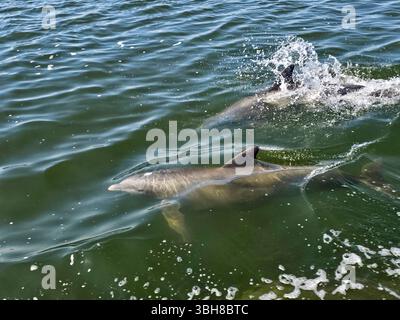 Zwei Delfine schwimmen neben einem Boot. Die Küstengewässer des Golfs von Mexiko vor der Westküste Floridas sind ein guter Ort, um große Delfine zu sehen. Stockfoto