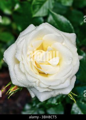 Elegante weiße Rose mit sanften Gelbtönen im Kern, verziert mit glitzernden Wassertropfen, die die Schönheit der Natur einfangen. Stockfoto