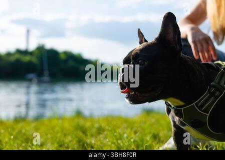 Porträt einer französischen Bulldogge auf einem Spaziergang im Park. Stockfoto
