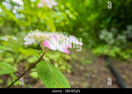 Zarte Lacecap-Hortensie-Blüten mit rosafarbenen weißen Blüten Stockfoto