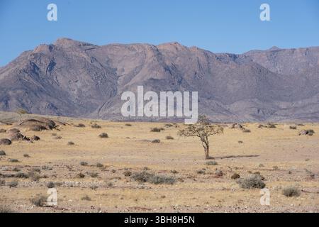 Trockene Landschaft vor dem Brandberg, Damaraland, Namibia, Afrika Stockfoto