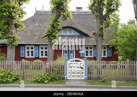 Malerisches Reethaus mit blauen Fensterläden, Wieck, Mecklenburg-Vorpommern, Deutschland, Europa Stockfoto