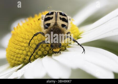 Ein Bienenkäfer (Trichius gallicus), der auf dem großen gelben Zentrum einer Gänseblümchenblume krabbelt, Hessen, Deutschland, Europa Stockfoto