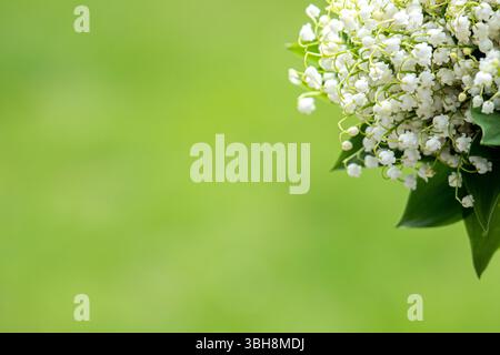 Blumenstrauß von schöner weißer Lilie der Talblume auf grünem Hintergrund, Kopierraum Stockfoto