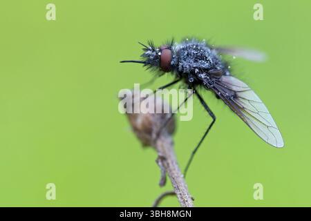 Schwarzer wollschwebfliege, Hummel schwebfliege, Trauerfliege, Insekten, Nahaufnahme, (Bombylella atra), Familie von diptera, Lobau, Wien, Donaustadt, Wien, Au Stockfoto