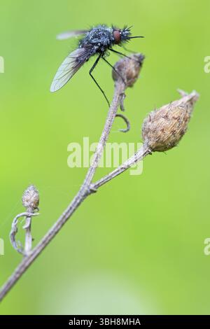 Schwarzer wollschwebfliege, Hummel schwebfliege, Trauerfliege, Insekten, Nahaufnahme, (Bombylella atra), Familie von diptera, Lobau, Wien, Donaustadt, Wien, Au Stockfoto