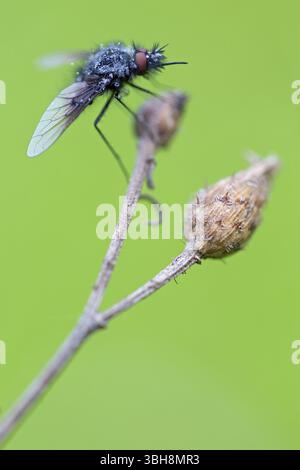 Schwarzer wollschwebfliege, Hummel schwebfliege, Trauerfliege, Insekten, Nahaufnahme, (Bombylella atra), Familie von diptera, Lobau, Wien, Donaustadt, Wien, Au Stockfoto