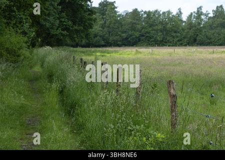 Burlo, Nordrhein-Westfalen, Deutschland, Grasweg durch Wiese mit Stacheldrahtzaun und Wald im Hintergrund, Europa Stockfoto