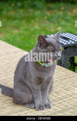 Graue Katze, die ein Ortungsgerät trägt Stockfoto
