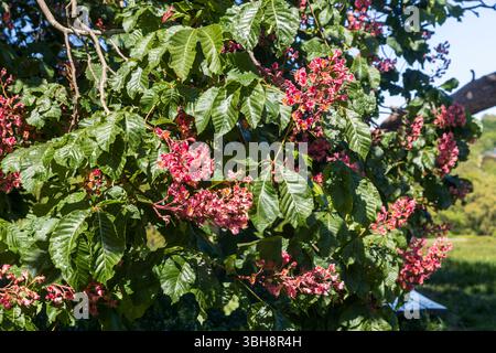 Rote Rosskastanienbäume mit leuchtenden rosa und roten Blüten. Stockfoto