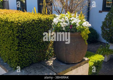 Der einladende Eingang eines charmanten englischen Häuschens mit einer Holztür und Topfpflanzen. Stockfoto