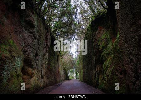 Märchentunnel im alten Lorbeerwald von Anaga, auf dem Alten Pfad zum Pico del Inglés, Einem magischen Pfad, der in Nebel und Natur getaucht ist, Teneriffa, Spanien Stockfoto