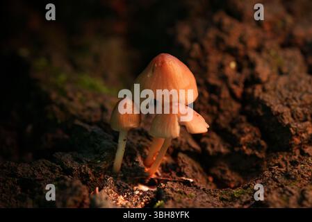 Pilzhaufen auf einem Baumstamm Stockfoto