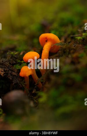 Helle Orangenpilze in einem Wald Stockfoto