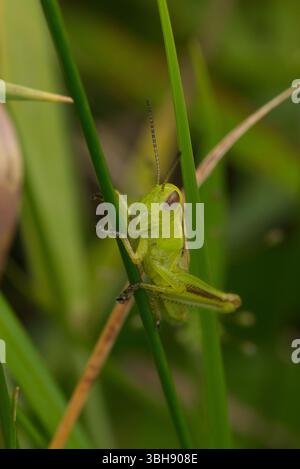 Grashüpfer auf einer Grasklinge Stockfoto