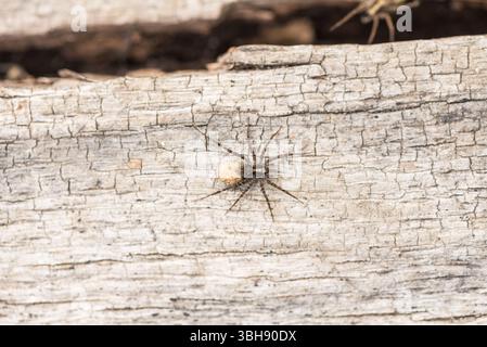 Weibliche Wildwaldwolfsspinne (Pardosa lugubris) mit ihrem Eiersack auf einem Baumstamm in Richmond Park, Surrey Stockfoto