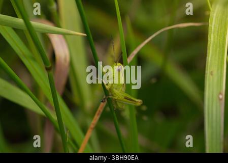 Grashüpfer auf einer Grasklinge Stockfoto