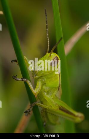 Grashüpfer auf einer Grasklinge Stockfoto