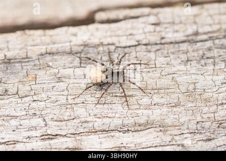 Weibliche Wildwaldwolfsspinne (Pardosa lugubris) mit ihrem Eiersack auf einem Baumstamm in Richmond Park, Surrey Stockfoto