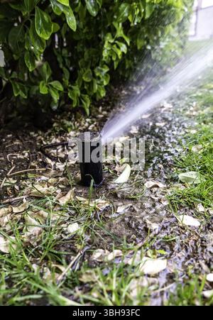 Detail: Sprinklerwasser zur Bewässerung von Erntegut Stockfoto