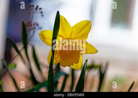Ein Nahfoto einer leuchtend gelben Narzissen in voller Blüte, die ihre trompetenförmige Corona und zarte Blütenblätter vor einem sanft verschwommenen bac zeigt Stockfoto