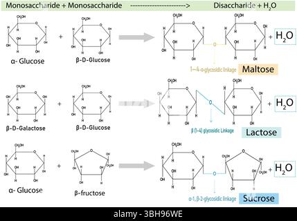 Disaccharidbildung aus Monosacchariden – Vektordiagramm der glykosidischen Bindungsbildung in Maltose, Laktose und Saccharose mit Wasserfreisetzung. Stock Vektor
