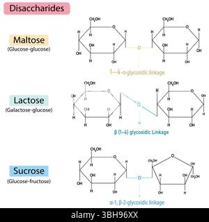 Die häufigsten Zucker, Fructose, Saccharose und Laktose mit chemischer Formel und mit ihren Namen Vektorillustration Infografik Stock Vektor