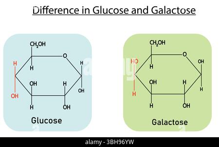 Chemische Struktur von Glucose und Galaktose auf weißem Hintergrund. Nützlich für medizinische und biochemische Posterpräsentation Vektor-Illustration Stock Vektor