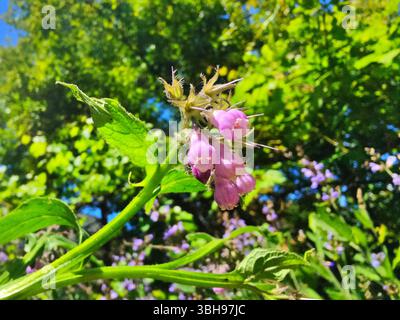 Gemeine Beinwell rosa lila Blume Nahaufnahme im Garten. Pflanzliche Heilpflanzenblüte. Symphytum offcinale. Stockfoto