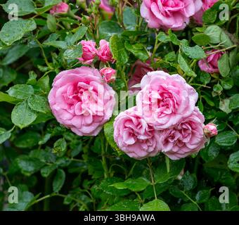 Gertrude Jekyll (David Austin), bedeckt mit Regentropfen und üppig grünen Blättern, die die natürliche Schönheit in einer Gartenumgebung zeigen Stockfoto