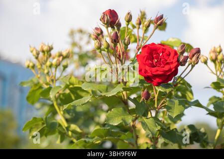 Ein roter Rosenbusch mit Knospen vor einem Hintergrund von Grün und blauem Himmel, eine verschwommene Stadt an einem Sommertag, natürliche Beleuchtung Stockfoto
