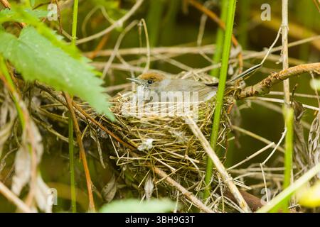 Blackcap Sylvia atricapilla, erwachsenes Weibchen, das auf dem Nest sitzt, Suffolk, England, Juni Stockfoto