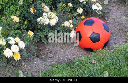 Ein roter und schwarzer Fußball auf dem Gras in der Nähe gelber Rosen, in einem Garten. Der Fußball liegt neben Büschen mit weißen Blumen Stockfoto