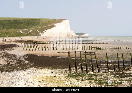 South Downs National Park, Großbritannien – 8. Juni 2025: Holzkiefer, Seeverteidigungsstrukturen am Strand unter weißen Kreidefelsen, Küstenerosionsmanagement-Besucher können sich sonnen, die Wellen und die frische Seeluft genießen und durch die malerischen Wanderwege des South Downs National Park wandern Credit: Xiu Bao/Alamy Live News. Stockfoto
