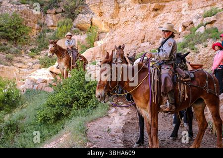 Die Crew des Grand Canyon mit einem Maultierzug auf dem South Kaibab Trail. Stockfoto