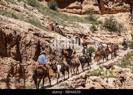 Die Crew des Grand Canyon mit einem Maultierzug auf dem South Kaibab Trail. Stockfoto